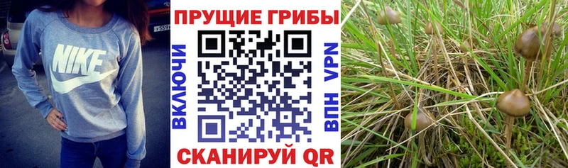 ОМГ ОМГ зеркало  купить   Волоколамск  Псилоцибиновые грибы GOLDEN TEACHER 